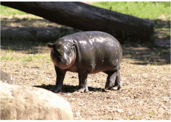 Zoo Santo Inácio celebra nascimento de Valentina