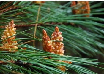 rePLANT surge para aumentar a resiliência da floresta portuguesa