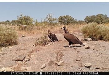 Palombar: Abutre-preto regressa pela primeira vez ao território de origem