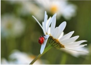 Escola de Verão sobre Sustentabilidade está de regresso