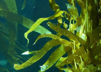 DS Smith desenvolve projeto para fabricar papel e packaging a partir de algas