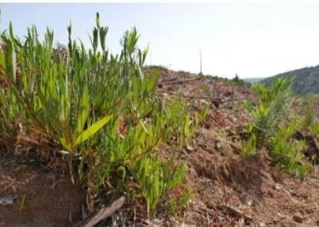 Monchique e GEOTA juntos no combate às espécies invasoras