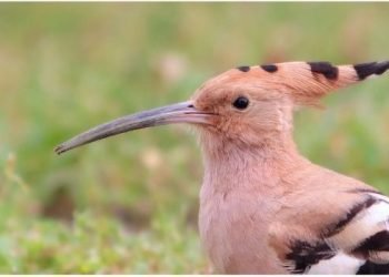 IPS renova Galardão Eco Escolas pelo terceiro ano consecutivo