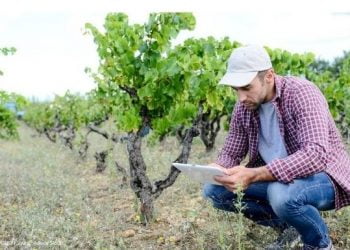 CVR integra projeto que promete revolucionar o setor agroalimentar da UE