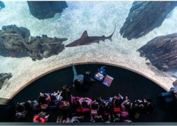 Oceanário de Lisboa volta a receber escolas para um ano de aprendizagem e diversão