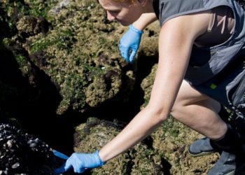 Investigação Ambiental: Um investimento para o futuro 