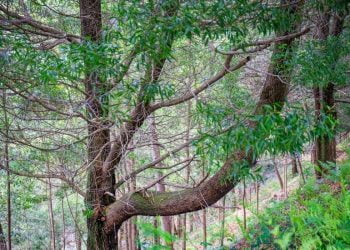 Município de Cerveira emite pronúncia desfavorável à prospeção de lítio na Serra d’Arga