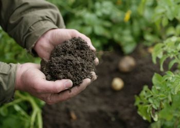 BASF Agricultural Solutions lança programa para ajudar agricultores na redução de emissões