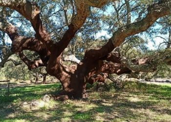Sobreira Grande é eleita Árvore Portuguesa do Ano 2022