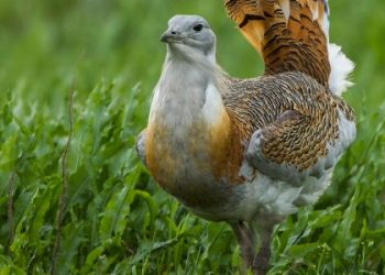 ZERO faz queixa à Comissão Europeia pelo decréscimo alarmante de aves estepárias