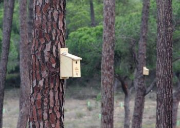 AM|48 já plantou mais de mil árvores no âmbito do PGF junto à praia do Ancão