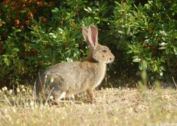 Projeto Life Iberconej recebe 2,1 milhões de euros para combater declínio do coelho-bravo