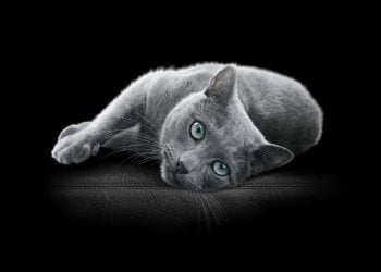 Mars Petcare lança primeira embalagem de comida para gatos com plástico reciclado