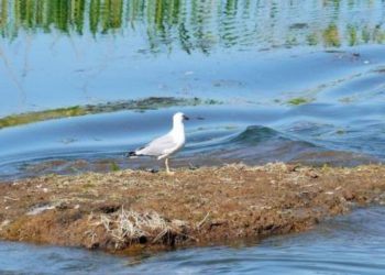 “77% dos habitats de zonas húmidas estão ameaçados em Portugal”, alerta ZERO
