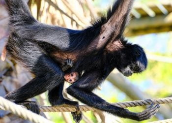 Macaco-aranha é a grande novidade do Jardim Zoológico para assinalar o Dia dos Namorados