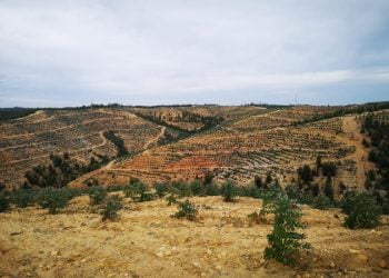 Gestiverde diferencia-se pela resposta completa à obtenção de fundos comunitários no setor agrícola