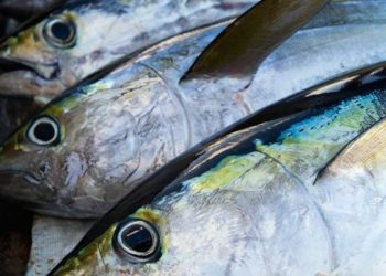 Dados do Marine Stewarship Council apontam para um ano recorde para o atum sustentável