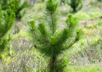 Portugal passa a integrar programa mundial de reflorestação