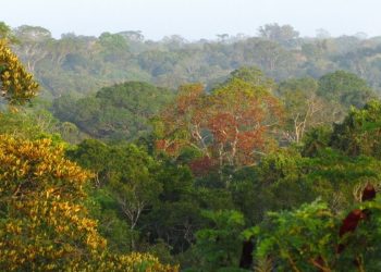 Crescimento do tronco das árvores tropicais é menor em anos de seca, revela estudo