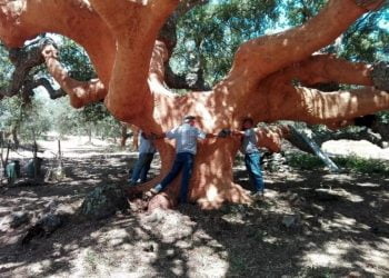Arraiolos: Uma sobreira na “Rota do Montado” em defesa da floresta autóctone, do ambiente e da biodiversidade