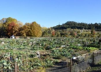 Hortas Urbanas: Uma aposta tornar as cidades portuguesas mais verdes