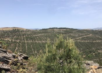 Centro PINUS dedica visita de campo à “Gestão de pinheiro-bravo”