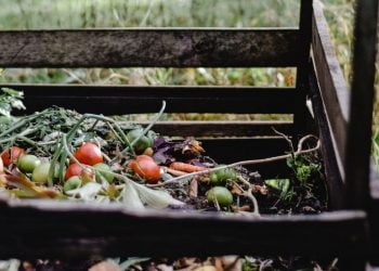 Lagos dá primeiro passo na criação de sistema de recolha de biorresíduos
