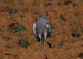 Entidades juntam-se para salvar a Águia-caçadeira da extinção