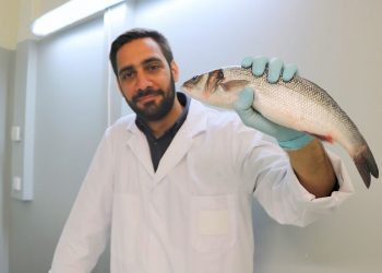 Investigadores utilizam glicerol como ingrediente alternativo às rações para peixes de aquacultura