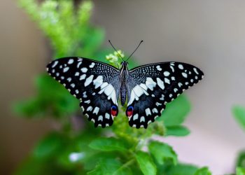 GEOTA promove saídas de campo diárias e noturnas destinadas aos entusiastas das borboletas