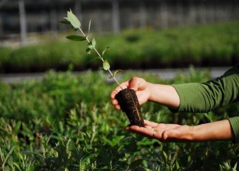 Celpa: O futuro das florestas é plantar e gerir árvores
