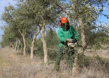 Trevo diferencia-se pela atuação nas diferentes áreas da floresta, agricultura e ambiente