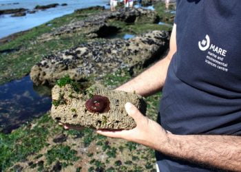 Será o Oceano demasiado grande para (nos) falhar?