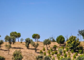 Programa Promove atribui 3,6 milhões de euros a projetos e ideias para o desenvolvimento sustentável nas regiões do Interior