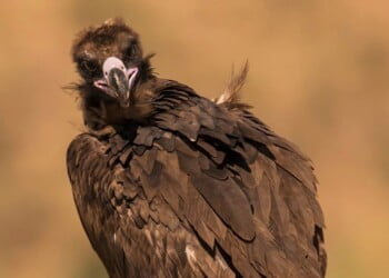 Projetos de conservação da natureza da Palombar recebem apoio 
