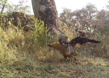 Uso ilegal de venenos afeta mais de 40 espécies de vertebrado, alerta estudo 