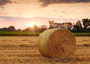 O que é ser jovem agricultor em Portugal?