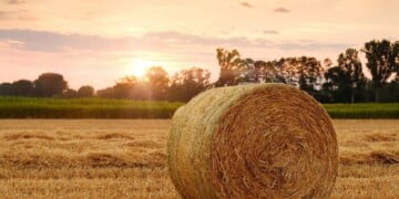 O que é ser jovem agricultor em Portugal?
