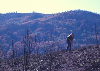 ICNF realiza ação de voluntariado para estabilizar terrenos do Parque Nacional da Serra da Estrela