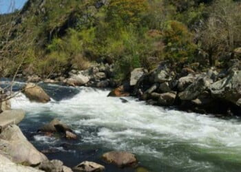 Estudo revela que 30% dos ecossistemas ribeirinhos a nível mundial estão “severamente degradados”