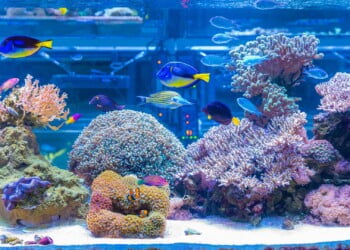 Aveiro vai ter Centro de Inovação e Tecnologia em Aquacultura