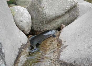 Projeto EcoPeak4Fish vai contribuir para a proteção das espécies piscícolas a jusante de centrais hidroelétricas