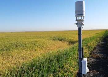 Emissões de GEE geradas pelo cultivo de arroz em Sevilha podem ser reduzidas em 60%