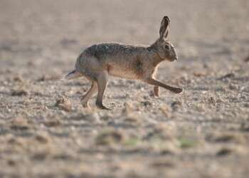 Mais de 190 países aprovam acordo histórico sobre a biodiversidade