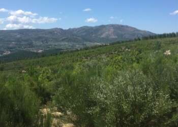 Grupo Bel escolhe projeto da ANP|WWF para apoiar financeiramente a recuperação florestal no concelho de Boticas