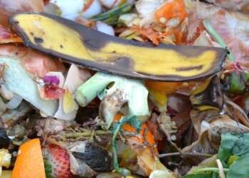 Biorresíduos: “Fraca aposta dos Municípios vão resultar no incumprimento das metas da reciclagem”