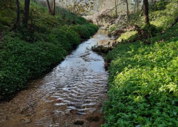 Cinco milhões de euros para estudar relação entre saúde humana e ecossistemas aquáticos urbanos