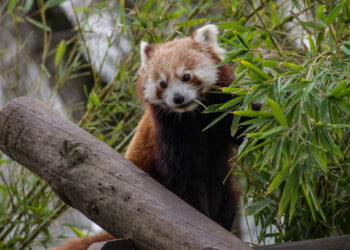  Jardim Zoológico de Lisboa e MB WAY juntos em iniciativa para conservar natureza