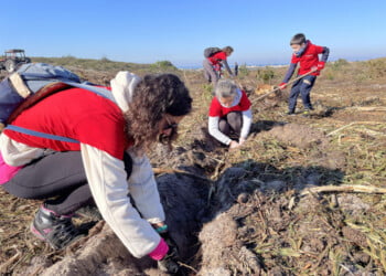 Mais de mil árvores plantadas no Pinhal de Leiria pela Fundação Cepsa