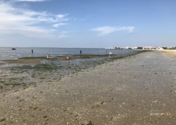 Estuários com ervas marinhas expostas a efluentes de ETAR são mais saudáveis